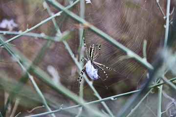 Yellow-black spider (Argiope bruennichi) hunting with prey closeup