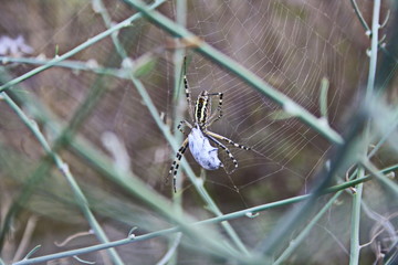 Yellow-black spider (Argiope bruennichi) hunting with prey closeup