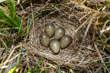 Skylark (Alauda arvensis)