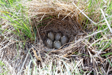 Skylark (Alauda arvensis)