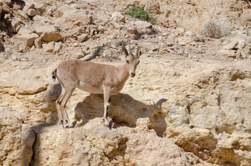 Dorcas gazelle or Ariel gazelle at desert mountains. Israel