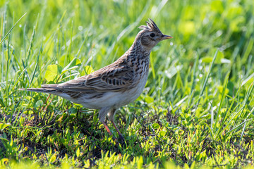 Skylark (Alauda arvensis)