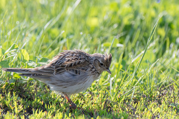 Skylark (Alauda arvensis)