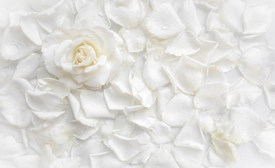 Fototapety  Beautiful white rose and petals on white background. Ideal for greeting cards for wedding, birthday, Valentine's Day, Mother's Day