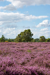 Obraz na płótnie Canvas The Purple Heather on Dunwich Heath Suffolk UK