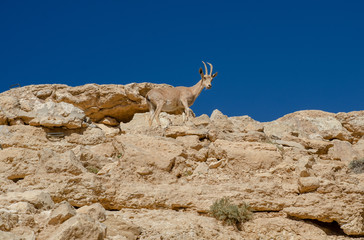 Dorcas gazelle or Ariel gazelle at desert mountains. Israel
