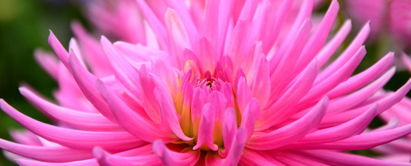 Dahlie - Herbstblume in Pink - Rosa