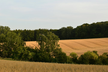 Riped wheat field in autumn.color gold.