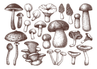 Vector edible mushrooms collection. Hand drawn food drawings. Perfect for recipe, menu, label, icon, packaging, Vintage forest plants sketches. Hand drawn  mushrooms outlines set.