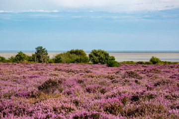 Obraz premium The Purple Heather on Dunwich Heath Suffolk UK