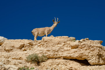 Dorcas gazelle or Ariel gazelle at desert mountains. Israel