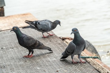 group of pigeons on a pier.