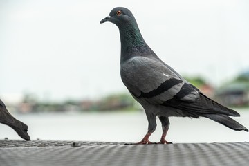 group of pigeons on a pier.