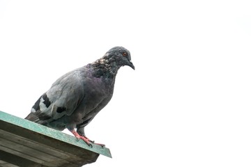 group of pigeons on a pier.