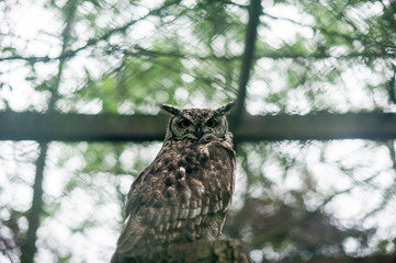 big horned owl on a branch. Feathered inhabitants of the Park