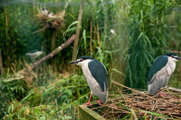 Night heron in the nest. Feathered inhabitants of the bird Park in Germany