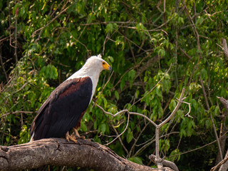 African Fish Eagle along the Kazinga Channel in Queen Elizabeth Park, Uganda