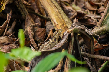 Brown basilisk