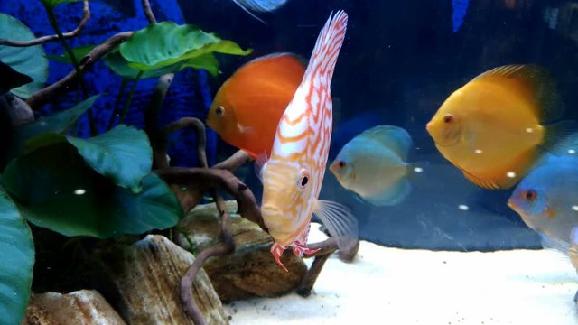 Tropical sea fishes are swimming in an aquarium