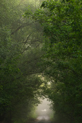 Great perfect early morning landscape with magic fog through branches of old green trees and old rural road way. Vertical color photography.