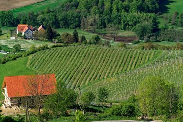 vineyard in slovenia shaped as a heart