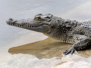 Nile Crocodile, Crocodylus niloticus, is abundant in some lakes in Ethiopia