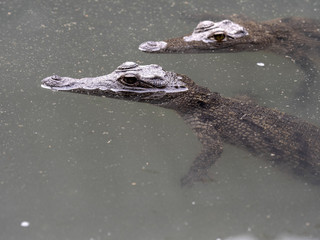 Nile Crocodile, Crocodylus niloticus, is abundant in some lakes in Ethiopia
