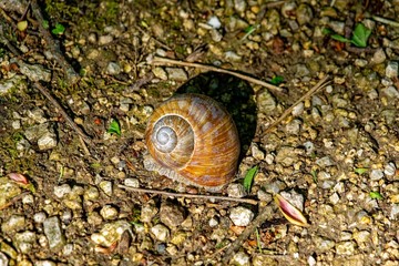 snail on a path