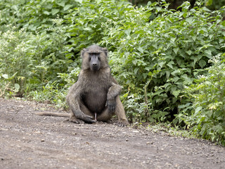 Olive baboon, Papio anubis, is abundant in some areas in Ethiopia