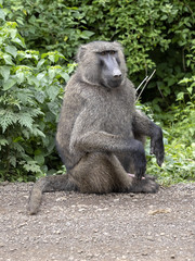 Olive baboon, Papio anubis, is abundant in some areas in Ethiopia