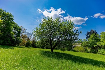 tree in a field