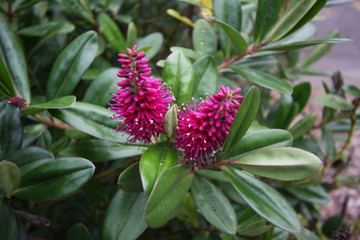 Striking hot pink flowers