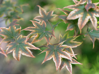Acer palmatum, palmate maple or Japanese maple
