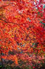 紅葉