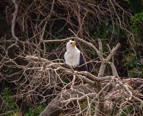 African Fish Eagle along the Kazinga Channel in Queen Elizabeth Park, Uganda