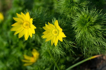 Flowering of Adonis vernalis, spring pheasant's eye, yellow pheasant's eye or false hellebore