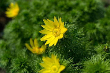 Flowering of Adonis vernalis, spring pheasant's eye, yellow pheasant's eye or false hellebore