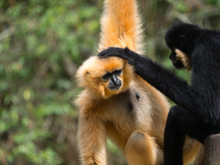 Gibbon