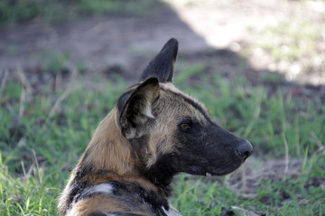 Close up of a lone African Wild Dog in Selous Game Reserve, Tanzania