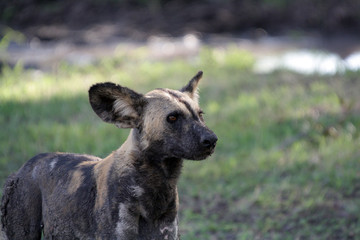 Fototapeta premium Close up of a lone African Wild Dog in Selous Game Reserve, Tanzania