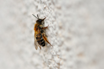 Wildbiene an einer Wand