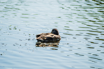 Wild ducks in their natural environment. Beautiful wild duck swims in the pond.