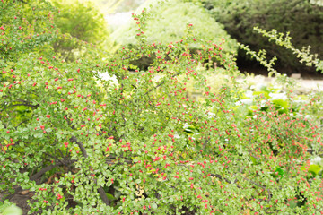 Blurred macro photo of summer berberis with selective focus