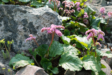 Bergenia, bergenia cordifolia, elephant-eared saxifrage or elephant's ears