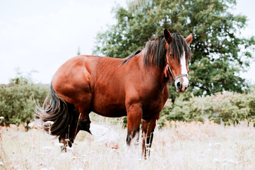 Obraz premium Red horse with long mane in a field