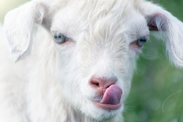 Obraz premium The little white goat licks.Closeup