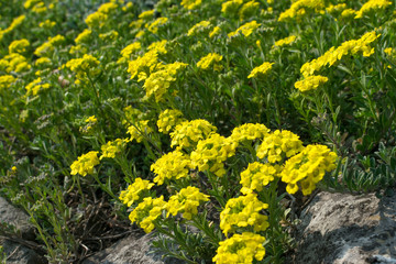Fototapeta premium Alyssum repens, yellow alyssum, golden alyssum flowers