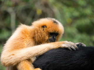 Gibbon