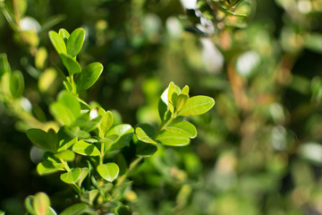 Decorative garden buxus sempervirens, box or boxwood