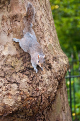  A squirrel on a tree close up in a London park.